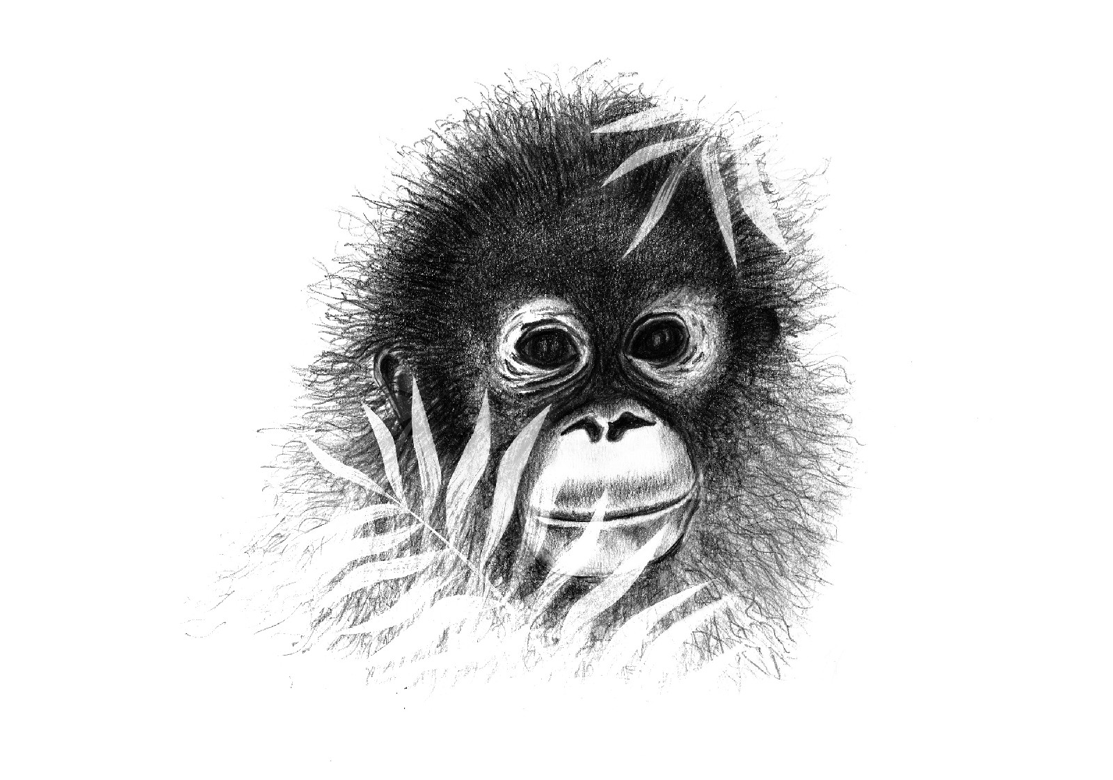 FREEWILD Monkey life illustration